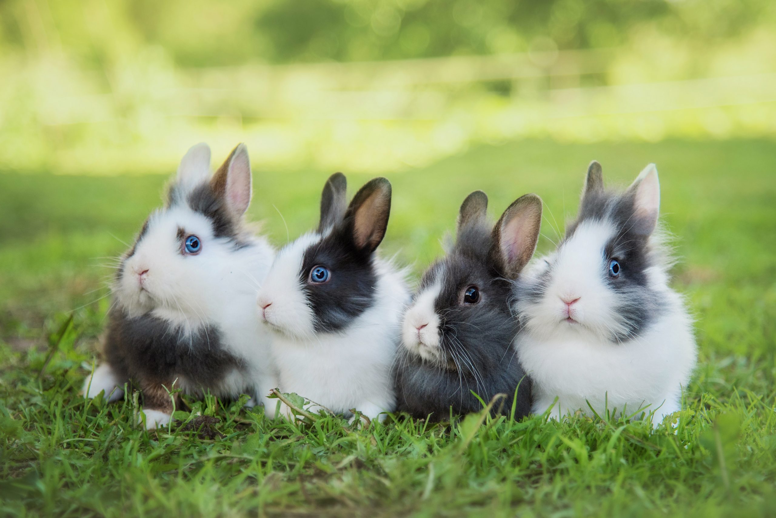 4 Reasons Rabbits Make Great Pets For Families Its Charming Time