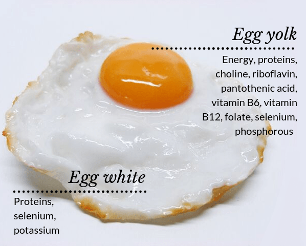 Nutrition in Egg