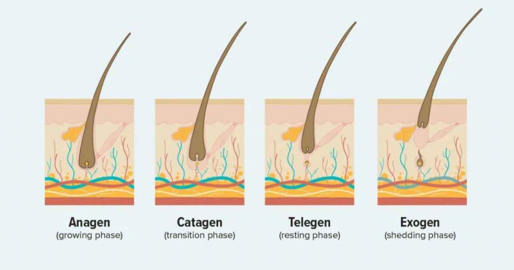 Can Multiple Hairs Grow From One Follicle Its Charming Time