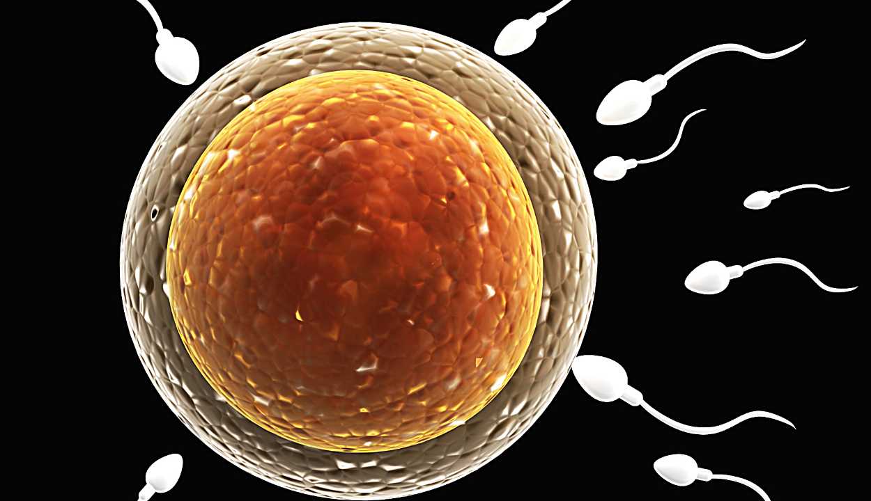 sperms moving towards an egg