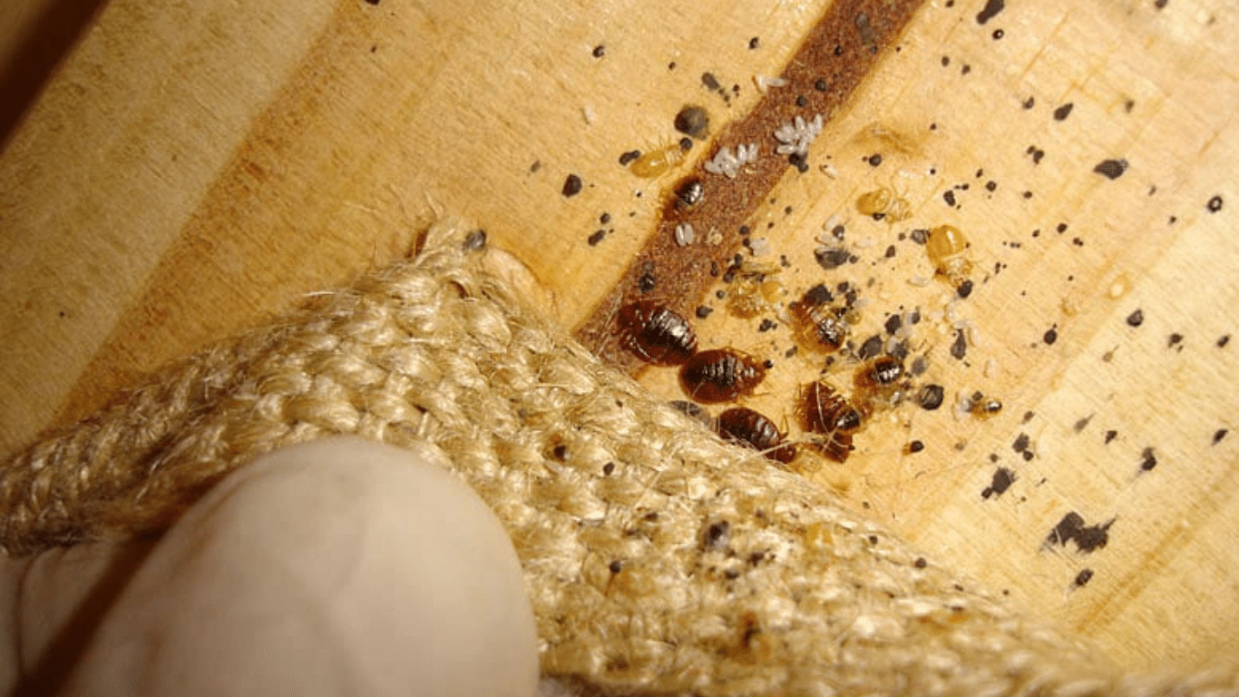 Common Places for Bed Bugs to Hide