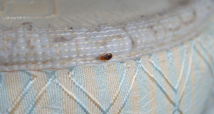 Do a Deep Cleaning of the Mattress to Get Rid of Bed Bugs