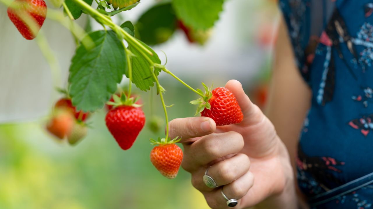 How to Pick a Strawberry