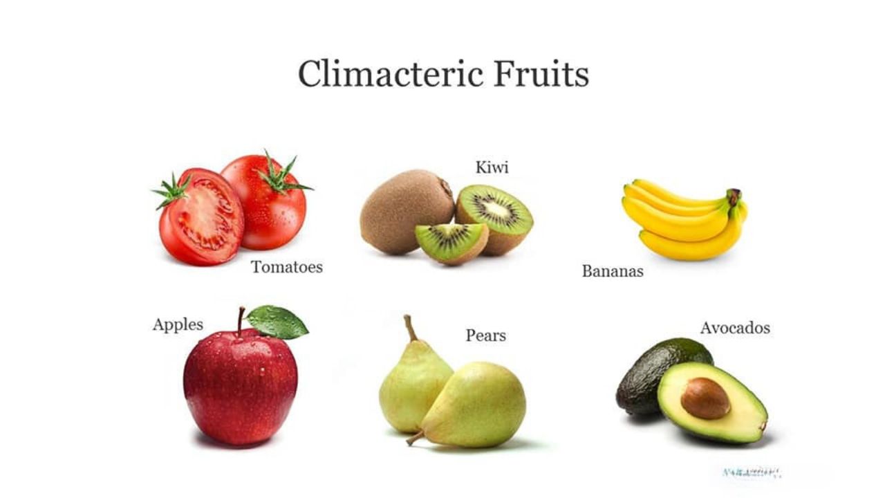 Climacteric Fruit