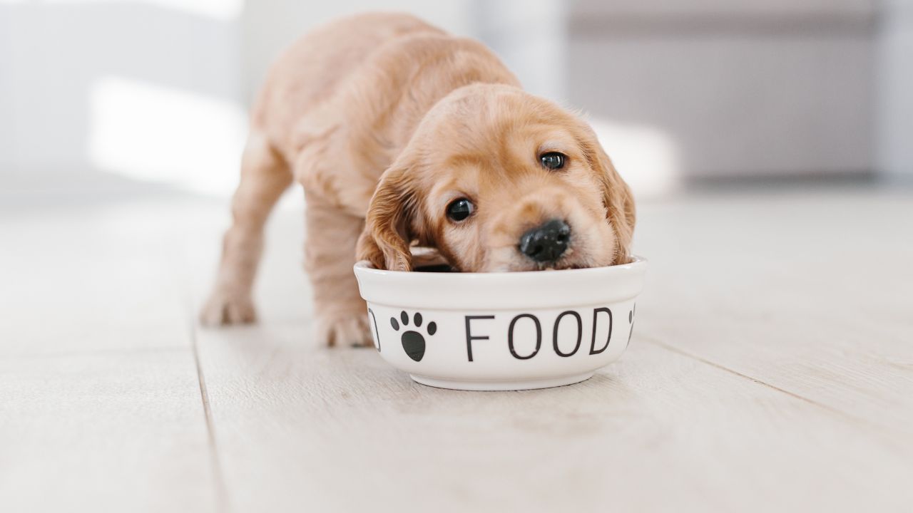 Use Slow-Eating Bowls or Lick Mats for Dogs
