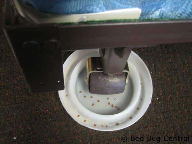 Use Bed Bugs Interceptors