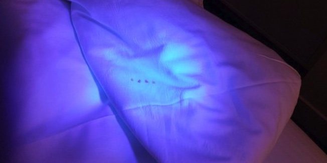 Use a Flashlight to Find Bed Bugs