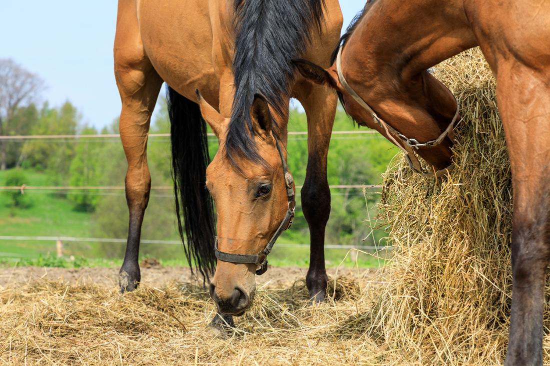 Choosing the Right Horse Feed