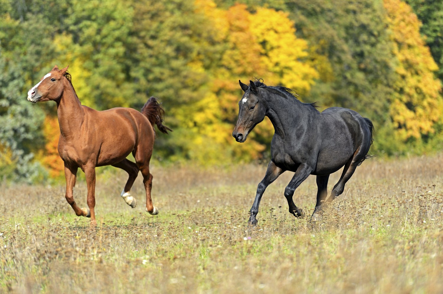 Health and Well-being of Your Horses