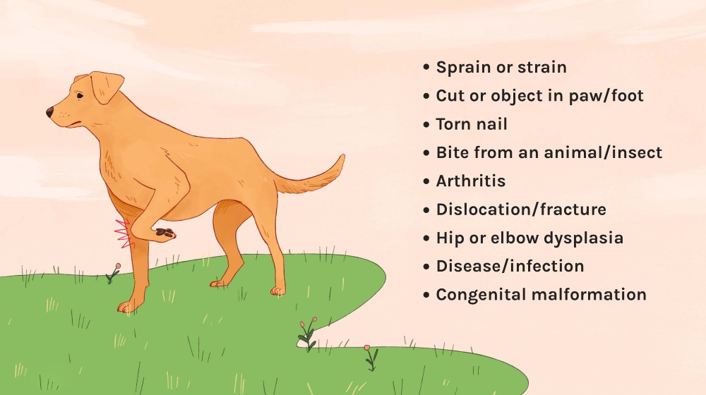 Main Causes Behind Dogs Limping