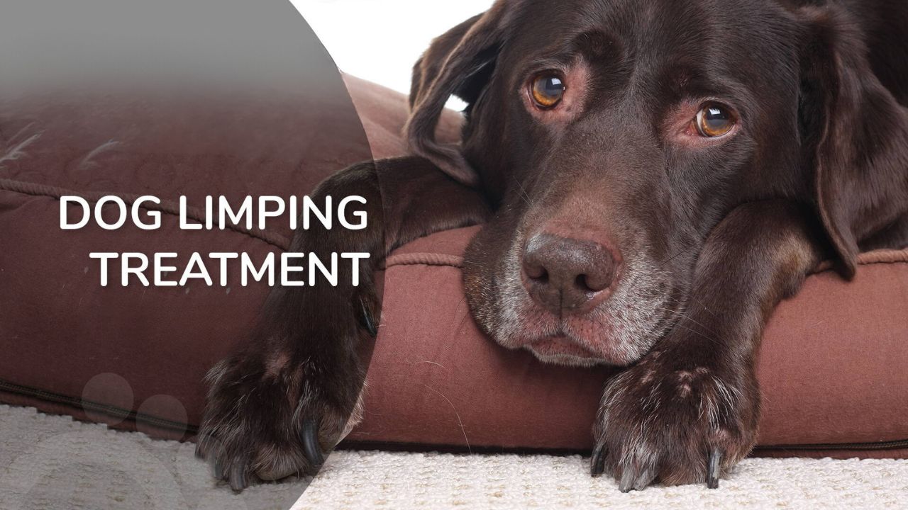 Treatments for Dog limping