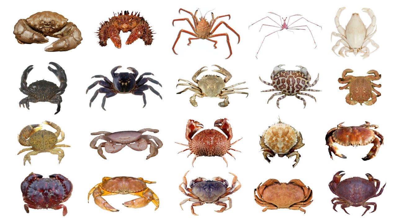 Types of Edible Crabs
