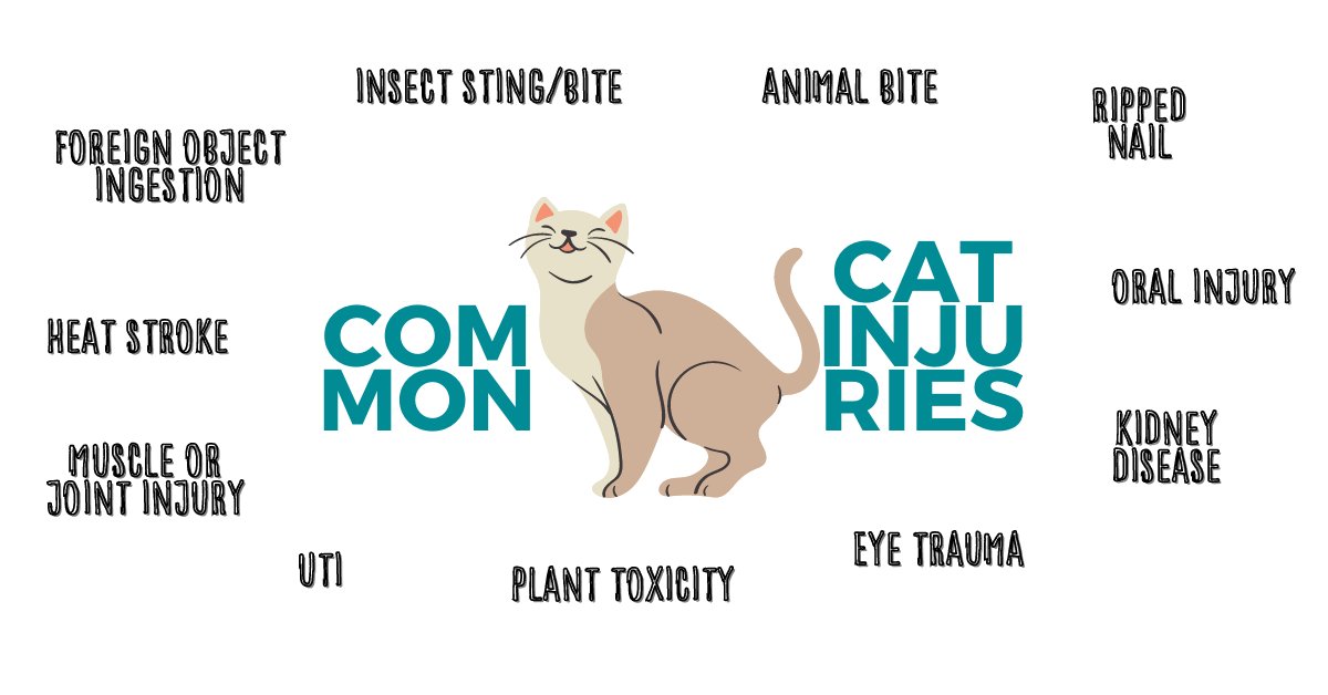 Different Types of Cat Wounds and Injuries