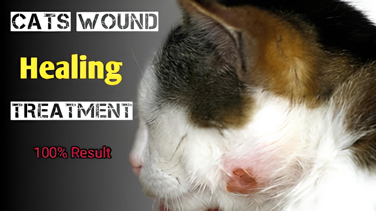 cat-wound-care-expert-tips-for-treating-healing-cat-injuries-at-home